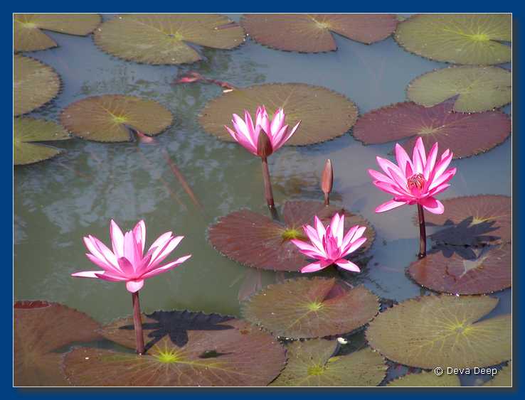 Prasat Muang Tam Lotus Flowers-2